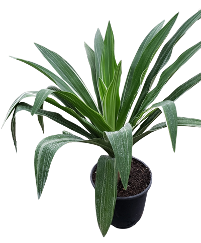 Crinum Lily